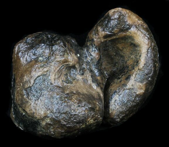 Fossil Manatee (Trichechus) Ear Bone - Florida #33307